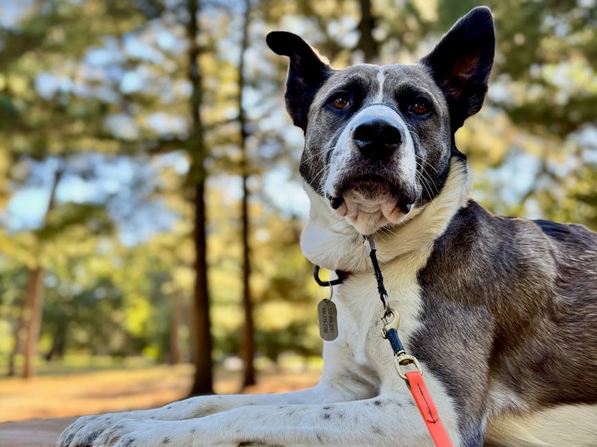 Le Guide Ultime de la Médaille d'Identification pour Chien : Pourquoi les QR Codes Imperméables Sauvent les Animaux de Compagnie