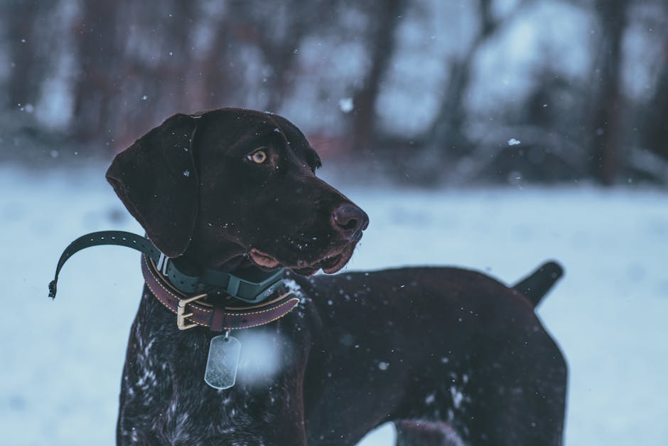 Au-delà du métal : pourquoi les médailles modernes pour chien sont le meilleur lien de sécurité pour votre animal
