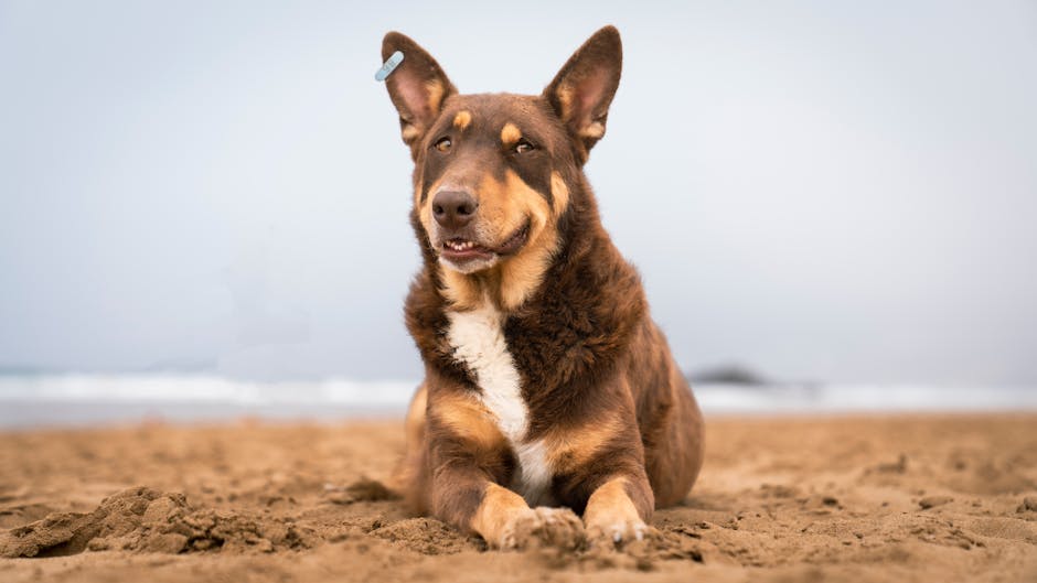 La plaque d’identification ultime pour la sécurité de votre chien : pourquoi les QR codes étanches sont indispensables