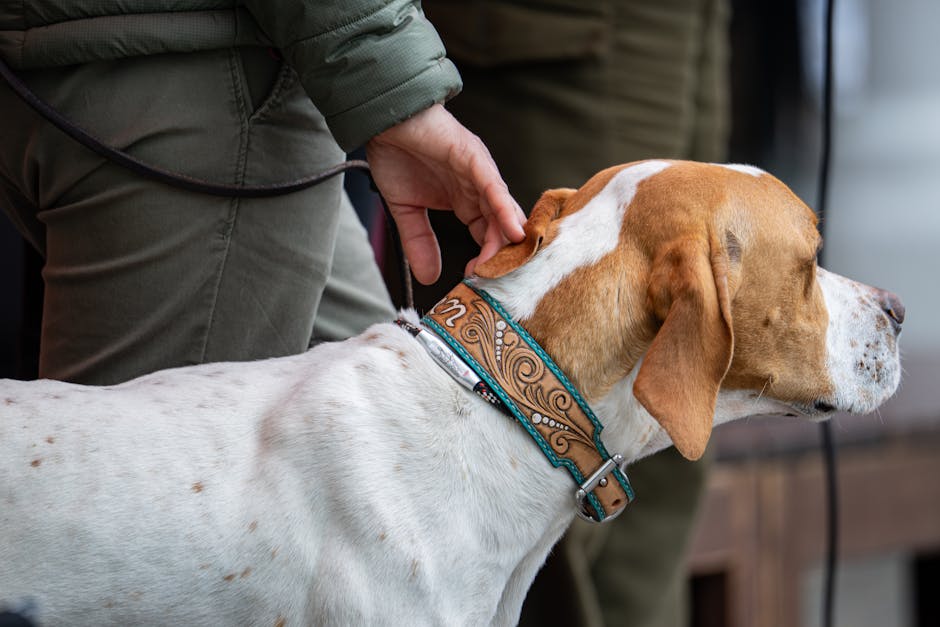 Le Guide Ultime des Colliers d’Identification pour Chiens : Pourquoi les Étiquettes QR Imperméables Changent la Donne