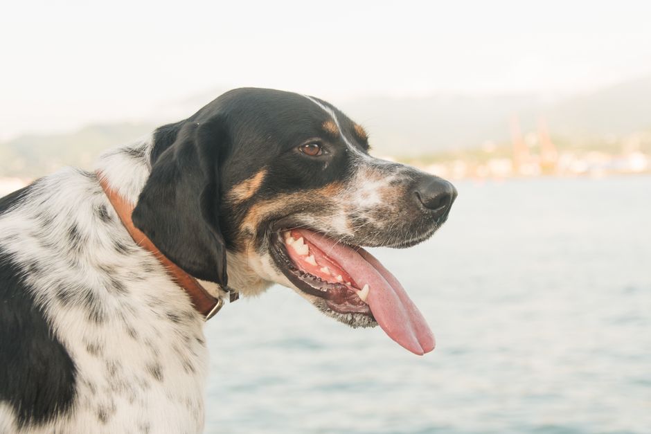 Beyond the Tag: Why Identity Dog Collars Are Your Pet’s Best Safety Net