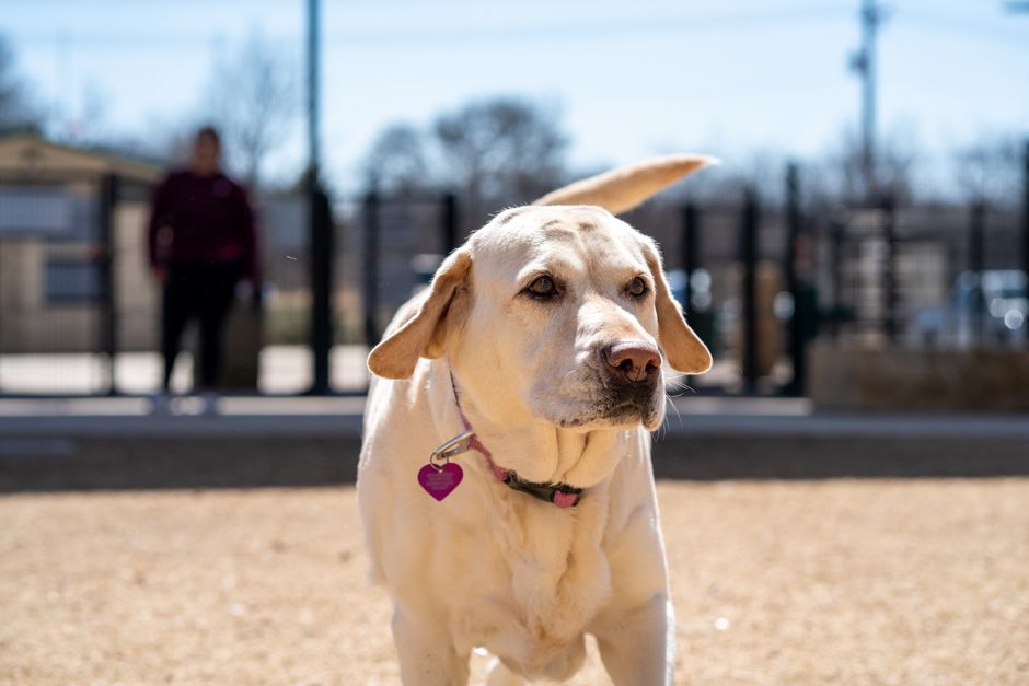 Grandes médailles pour chien fiables : étanches, durables et à récupération intelligente