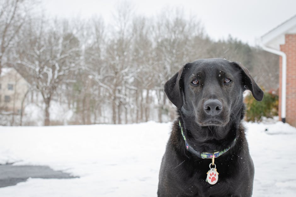 Pourquoi les médailles d’identification personnalisées pour chien sont le meilleur investissement pour la sécurité de votre animal