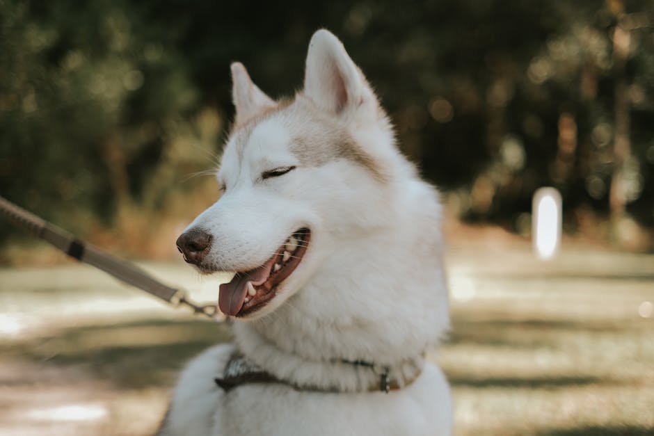 Le Guide Ultime des Médailles Personnalisées pour Chien : Pourquoi Votre Animal a Besoin d’une Identification Connectée en 2026