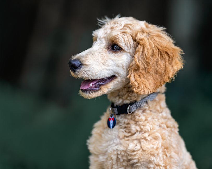 Le guide ultime des médailles pour chien en or personnalisées : bien plus qu’un simple accessoire de mode