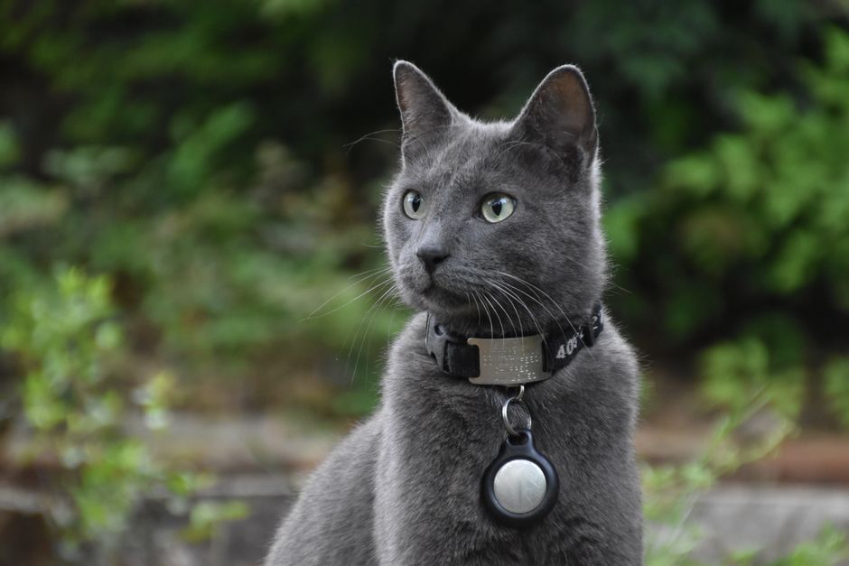 Why Personalized Pet Tags Are More Critical Than You Think (2026 Guide)