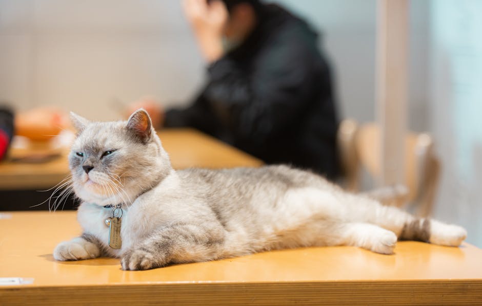 The Ultimate Guide to Personalized Tags for Cats: Why Every Feline Needs One