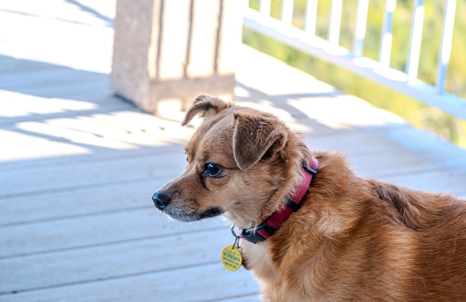 Plaques d’identification pour chiens : pourquoi les QR codes étanches sont l’avenir de la récupération des animaux perdus