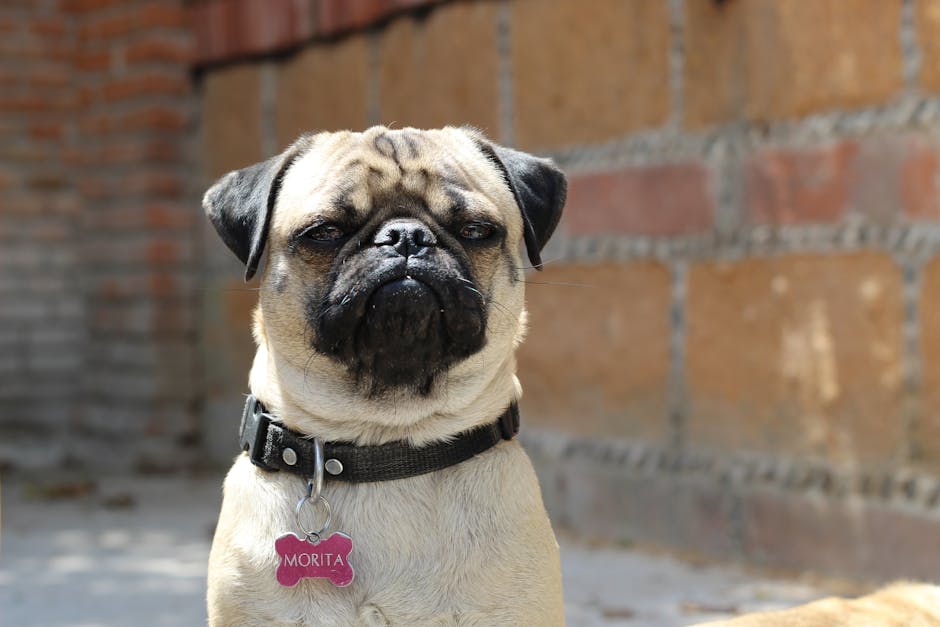 Le guide ultime des médailles d’identification pour chiens : pourquoi les QR codes waterproof changent la donne