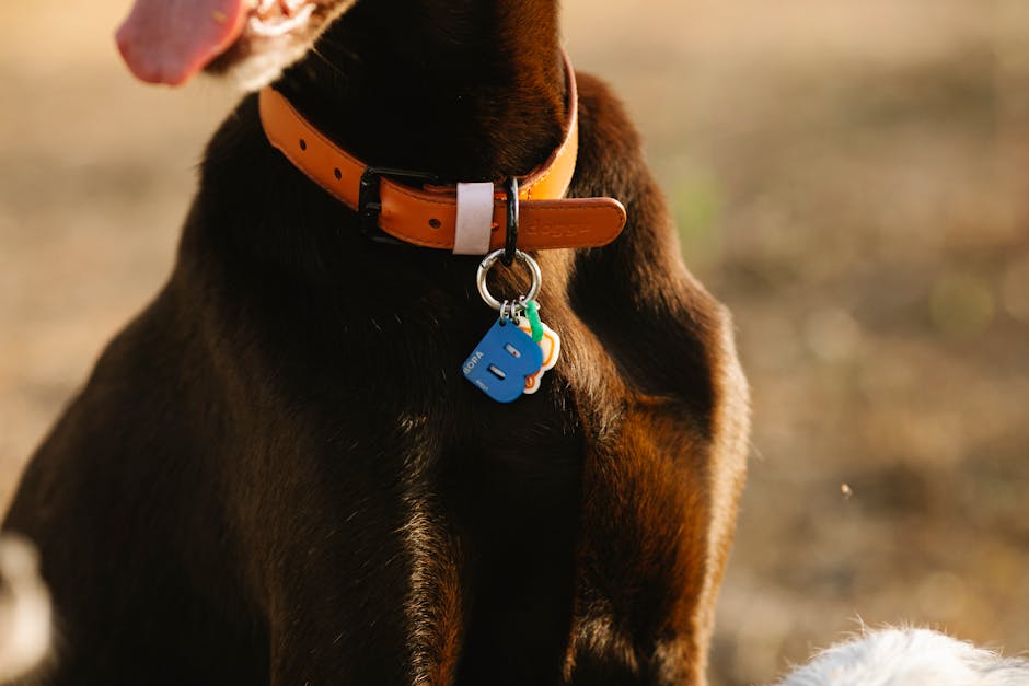 Le Collier d’Identification Ultime pour Animal : Imperméable, avec QR Code et Conçu pour la Sécurité