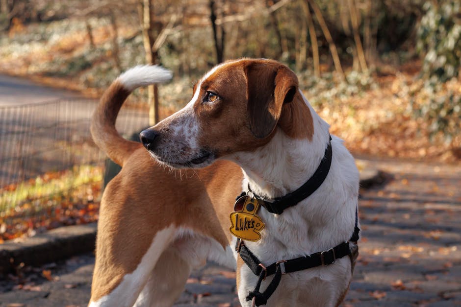 Pet Tag Engraving Near Me: Why QR Code Tags Are the Smarter Choice for Lost Pet Recovery
