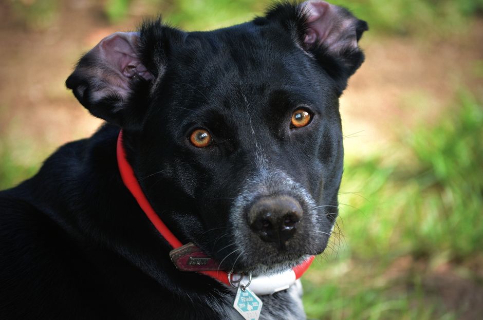 The Ultimate Guide to the Pet Tag Machine: QR Code Pet ID Tags for Lost Pet Prevention