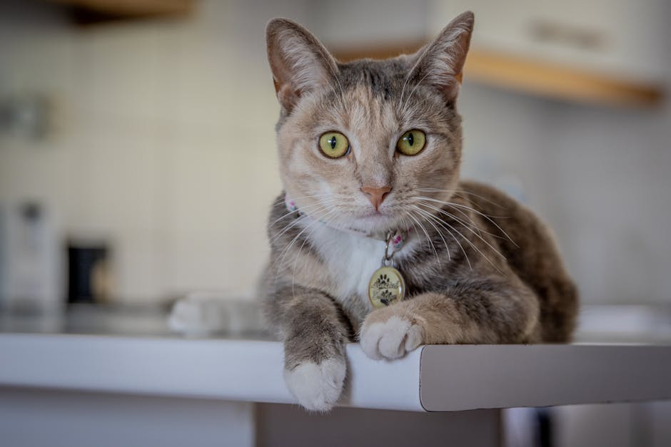Le guide ultime pour choisir une médaille personnalisée pour animal : pourquoi les QR codes sont l’avenir