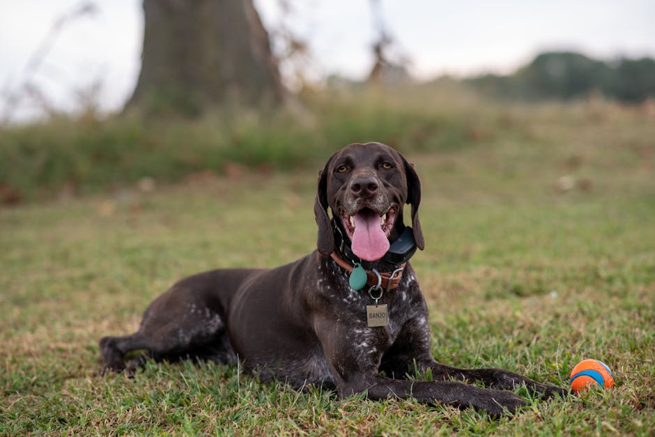 Beyond the Name: Why Your Pet Tag with Name Needs a Digital Upgrade for True Safety