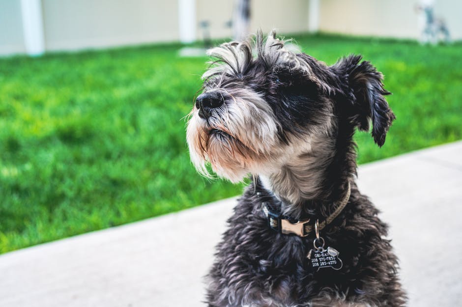 Plaques d'identification personnalisées pour animaux : Le guide ultime des QR codes étanches pour retrouver un animal perdu