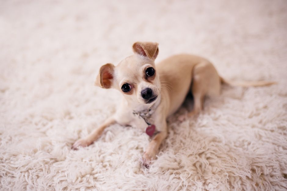 Le guide ultime des plaques d'identification pour chiots : pourquoi les QR codes sont l'avenir de la sécurité des animaux