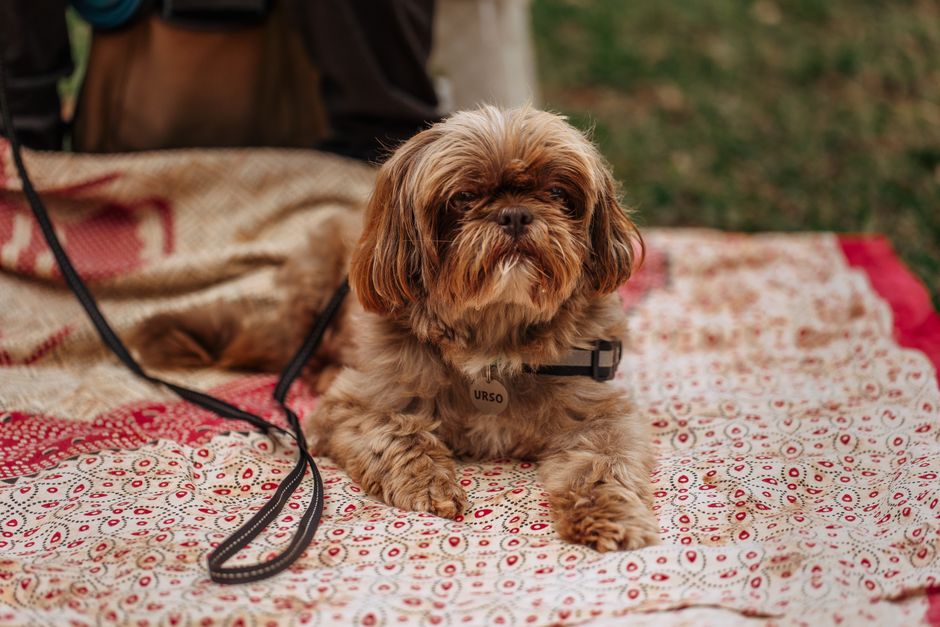 Le Guide Ultime pour la Médaille de Chiot : Pourquoi Votre Nouveau Chien a Besoin d’une Médaille Connectée