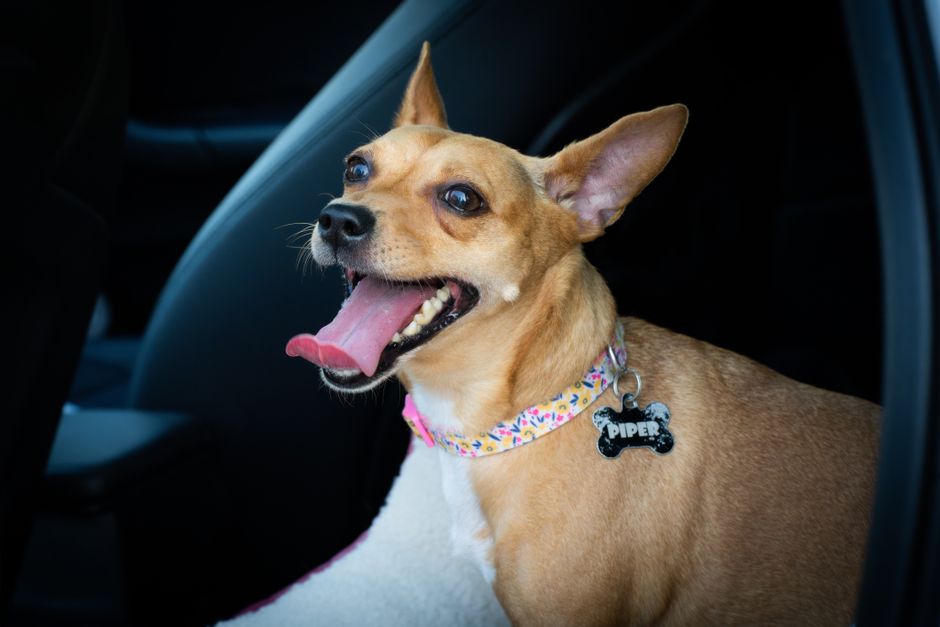 Silicone Pet Tags: The Waterproof, Quiet, and Durable ID Solution Every Pet Owner Needs