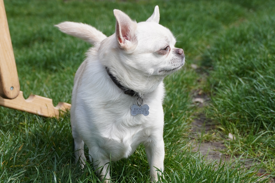 Le Guide Ultime des Plaques d’Identification pour Petits Chiens : Sécurité, Style et Technologie QR