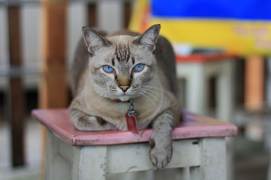 Plaques d’identification pour chat en acier inoxydable : la référence absolue pour retrouver un animal perdu