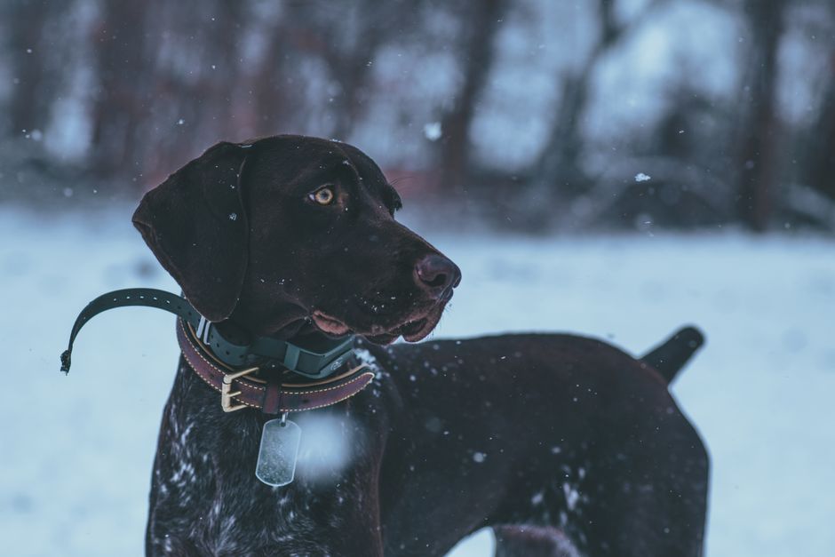 Pourquoi les plaques d’identification en acier inoxydable sont la référence absolue pour l’identification de votre animal