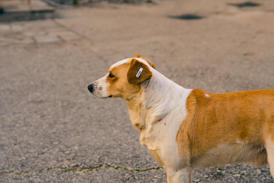 Le guide ultime des médailles pour chien : comment protéger votre toutou avec des médailles QR intelligentes et imperméables