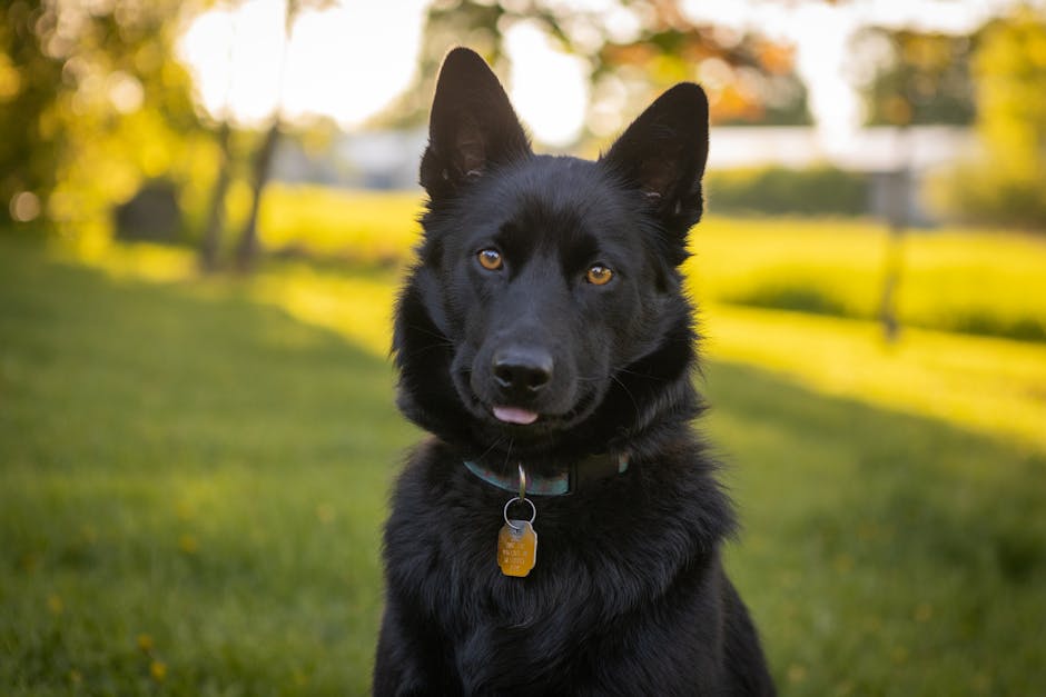 Western Dog Tags vs QR Code Tags: Why Pethna Is the Smarter Choice for Lost Pet Recovery