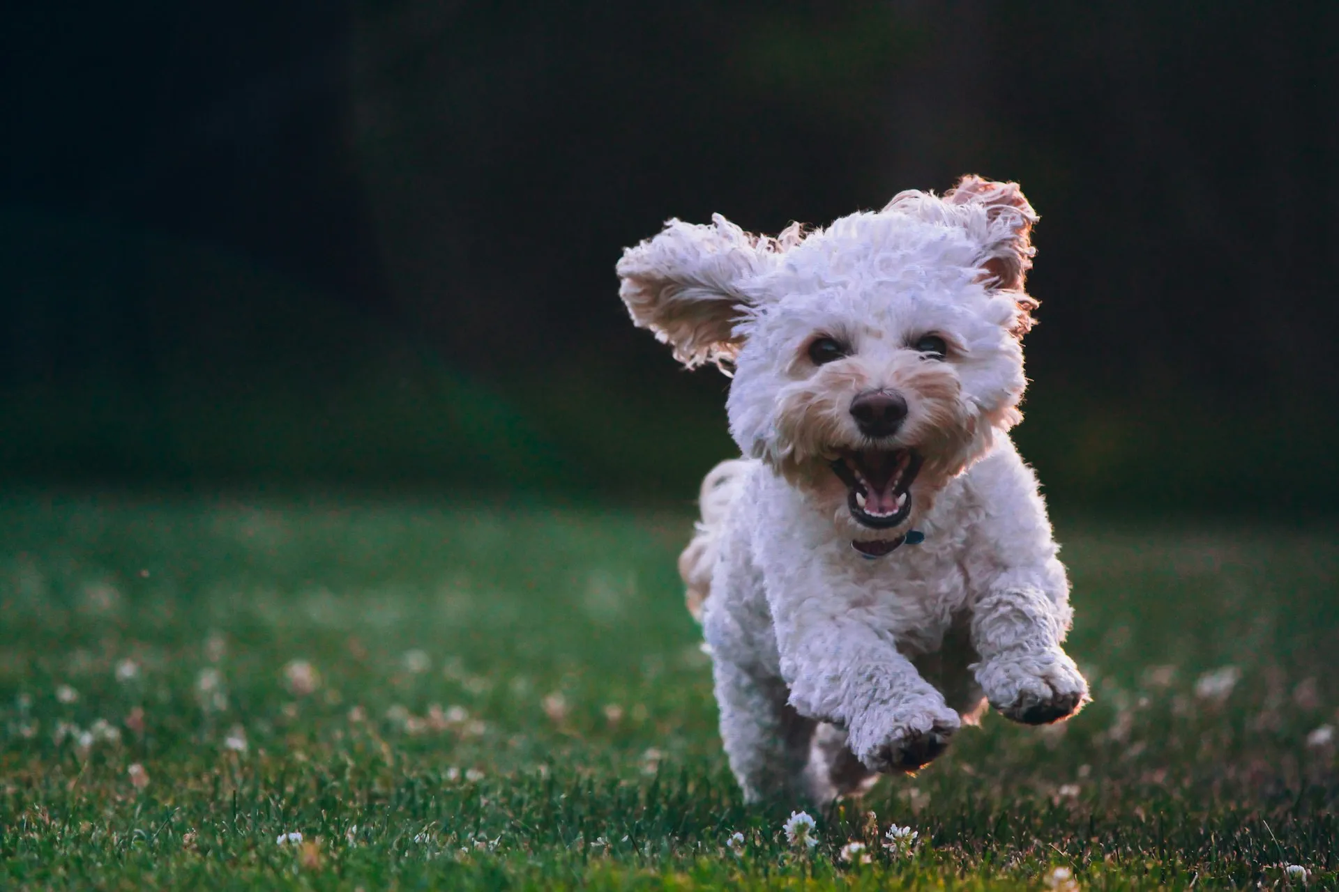 Pet background