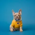 Max le chien